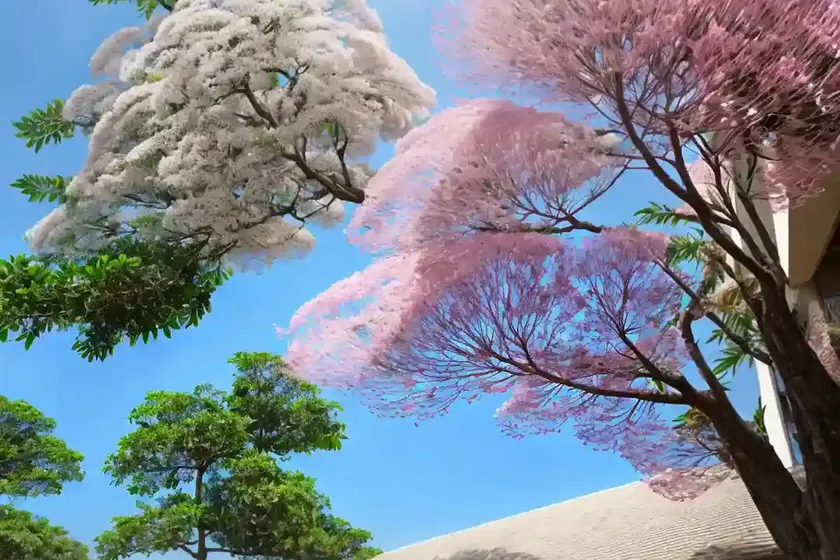 Rain tree (albizia saman) — photo 3