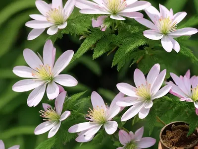Ramie (Boehmeria Nivea)
