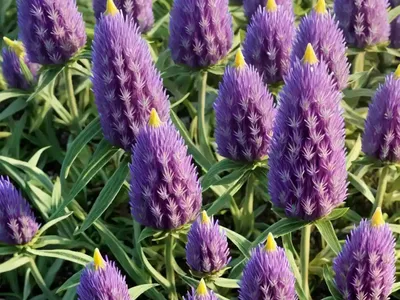 Rampion Mignonette (Reseda Phyteuma)