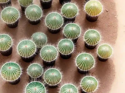 Rat’s Tail Cactus (Aporocactus Flagelliformis)