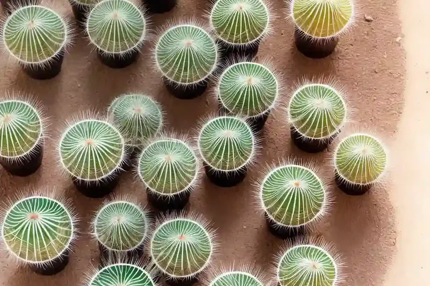 Rat’s tail cactus (aporocactus flagelliformis)