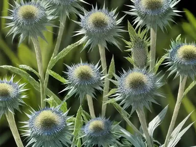 Rattlesnake-master (Eryngium Yuccifolium)