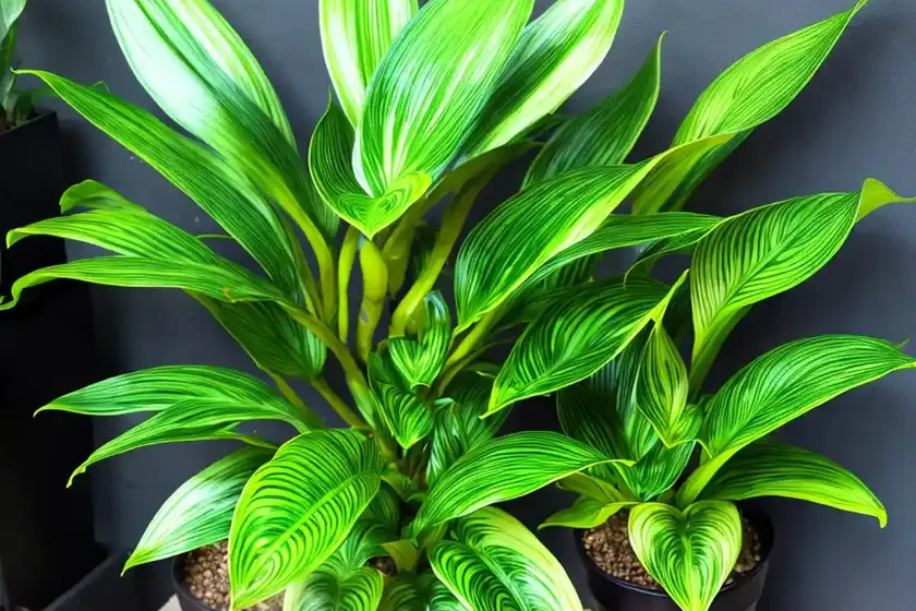 Rattlesnake plant (calathea lancifolia) — photo 2