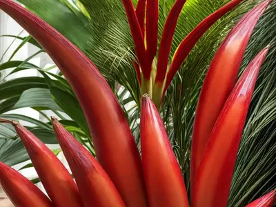 Red Abyssinian Banana (Ensete Ventricosum Maurelii)