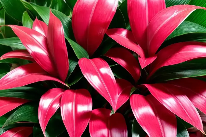 Red aglaonema aglaonema ‘siam aurora’ ( aglaonema ‘siam aurora’) — photo 2
