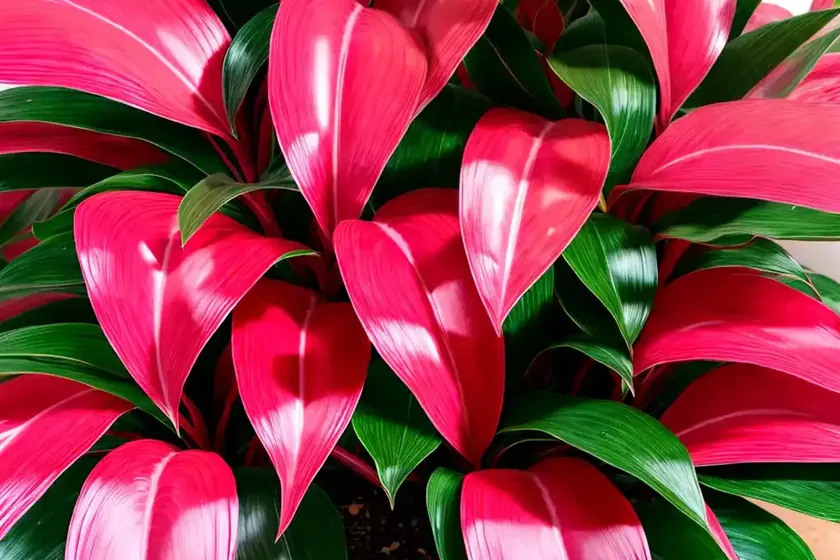 Red aglaonema aglaonema ‘siam aurora’ ( aglaonema ‘siam aurora’) — photo 3