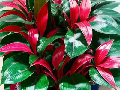 Red Aglaonema Aglaonema ‘Siam Aurora’ ( Aglaonema ‘Siam Aurora’)