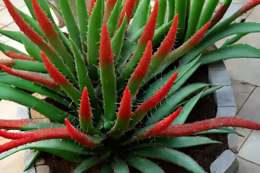 Red Aloe (Aloe Cameronii) — photo 3