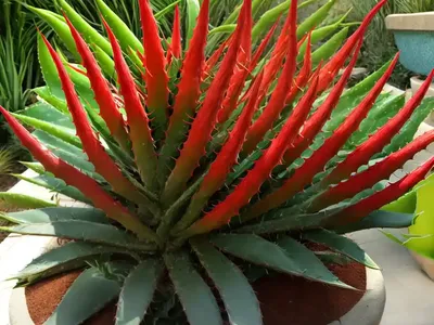 Red Aloe (Aloe Cameronii)