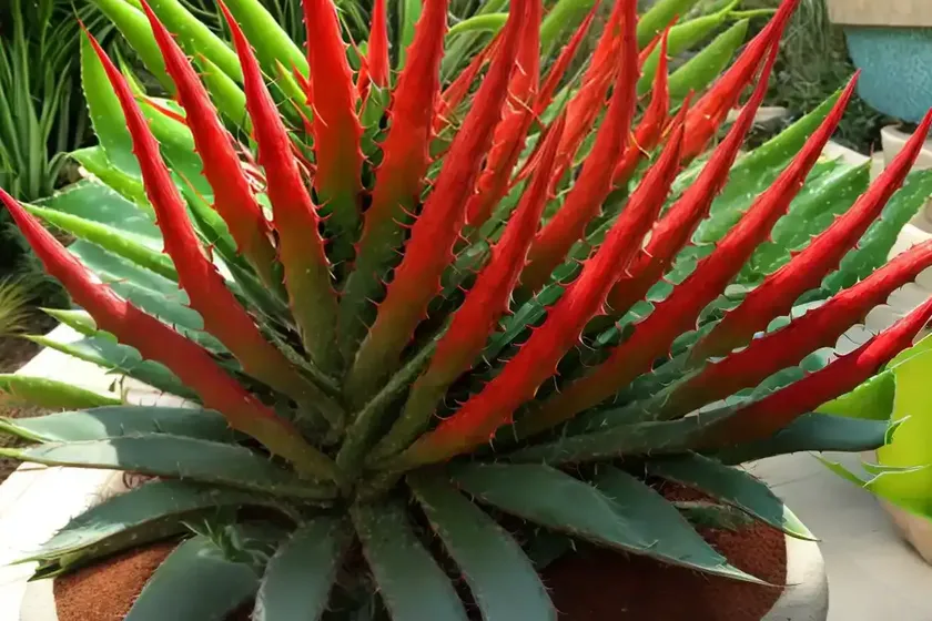 Red Aloe (Aloe Cameronii)
