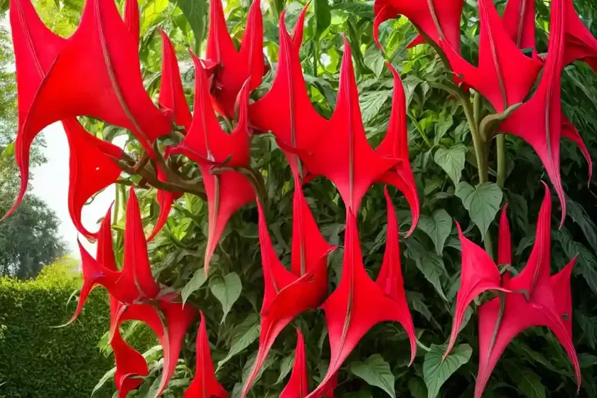 Red angel’s-trumpet (brugmansia sanguinea) — photo 3