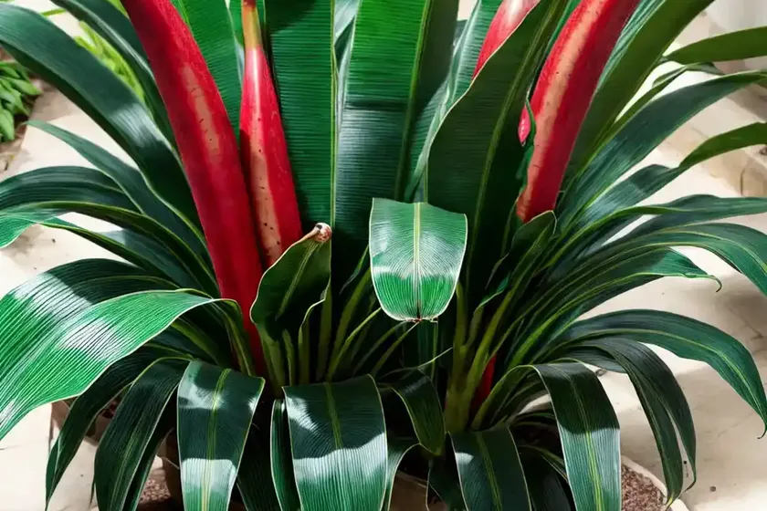 Red banana (ensete ventricosum ‘maurelii’) — photo 2