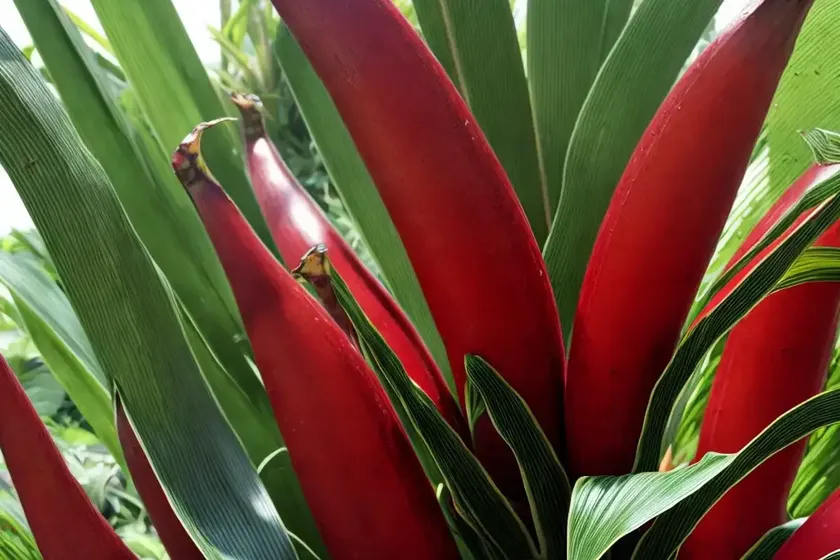 Red banana (ensete ventricosum ‘maurelii’) — photo 3