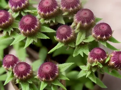Red Bartsia (Odontites Vernus)