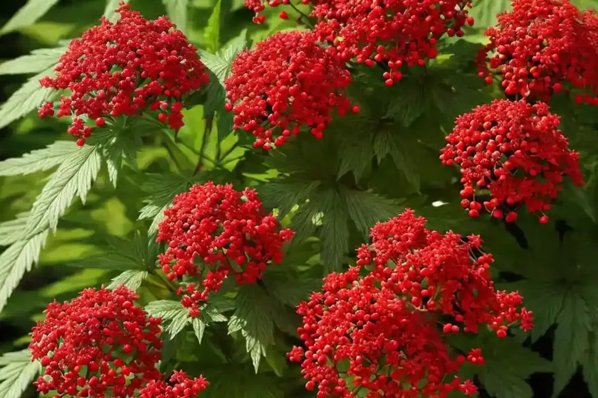 Red-berry elder (sambucus racemosa) — photo 3
