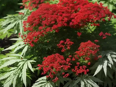 Red-berry Elder (Sambucus Racemosa)