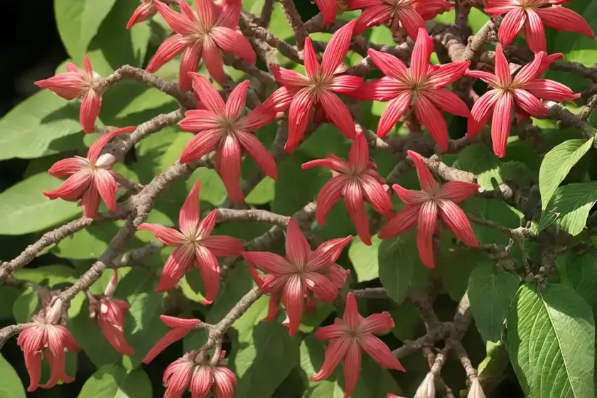 Red Buckeye (Aesculus Pavia) — photo 2