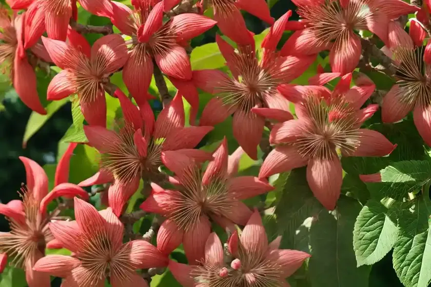Red Buckeye (Aesculus Pavia) — photo 3