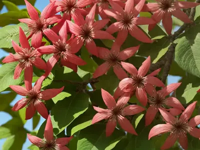 Red Buckeye (Aesculus Pavia)