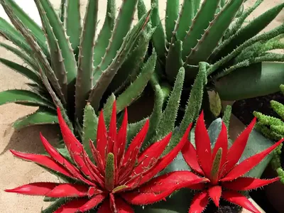 Red Cape Aloe (Aloe Microstigma)