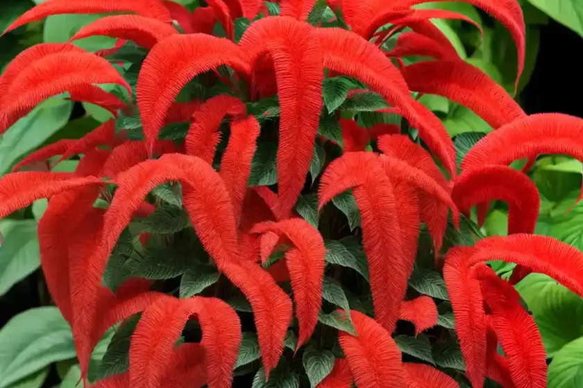 Red cats tail (acalypha hispida) — photo 2