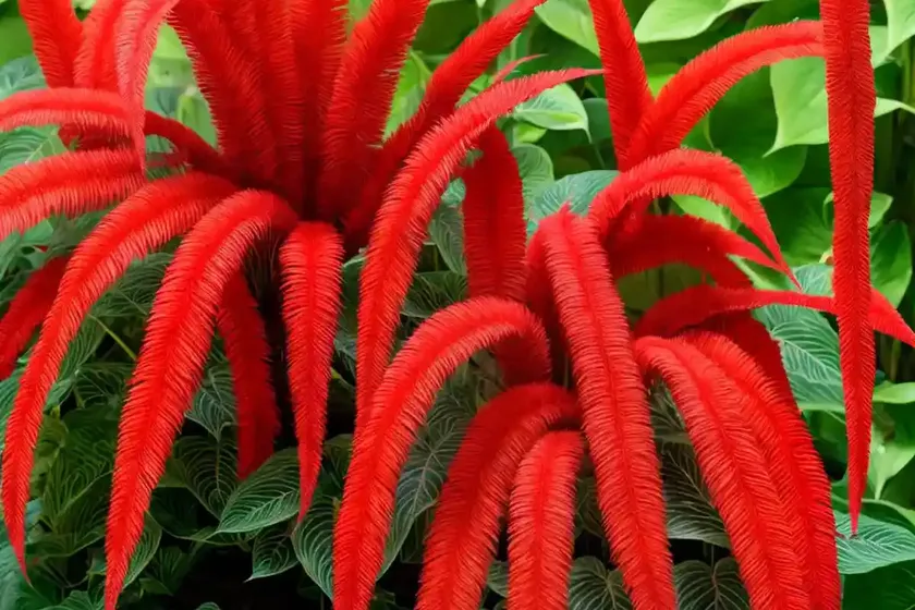 Red cats tail (acalypha hispida) — photo 3
