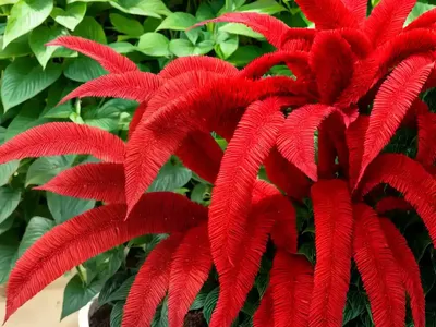 Red Cats Tail (Acalypha Hispida)