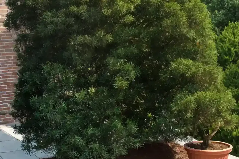Red cedar (juniperus virginiana ‘taylor’) — photo 2