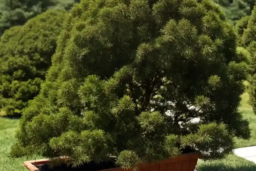 Red cedar (juniperus virginiana ‘taylor’) — photo 3