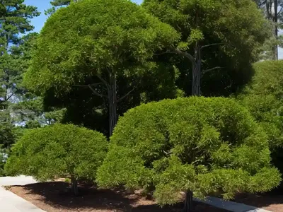 Red Cedar (Juniperus Virginiana ‘Taylor’)