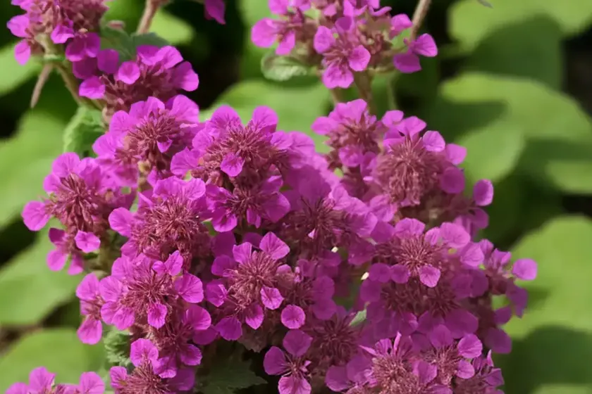 Red dead-nettle (lamium purpureum) — photo 3