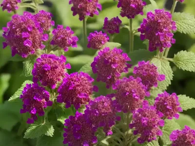 Red Dead-Nettle (Lamium Purpureum)