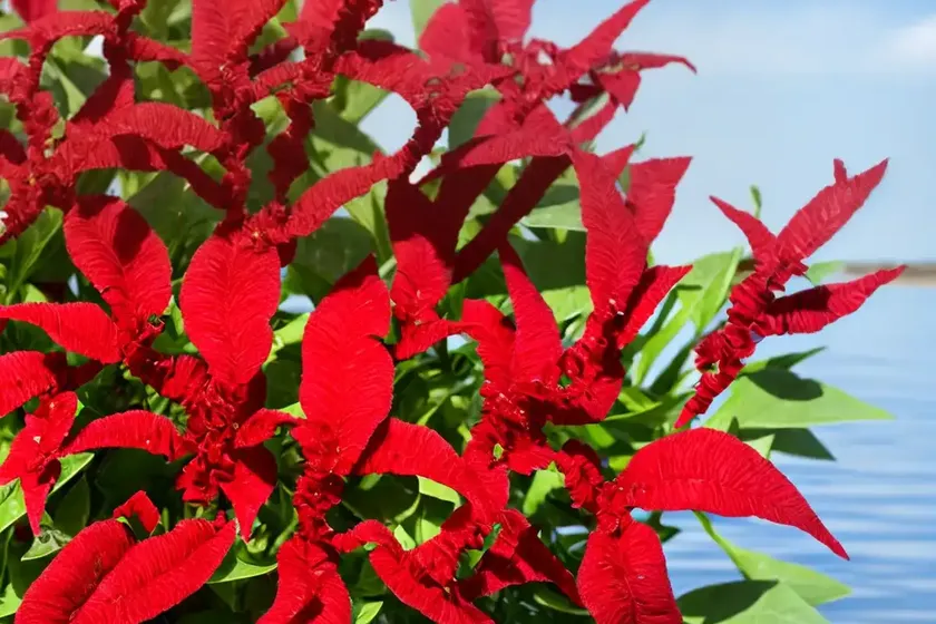 Red dock (rumex bucephalophorus) — photo 2