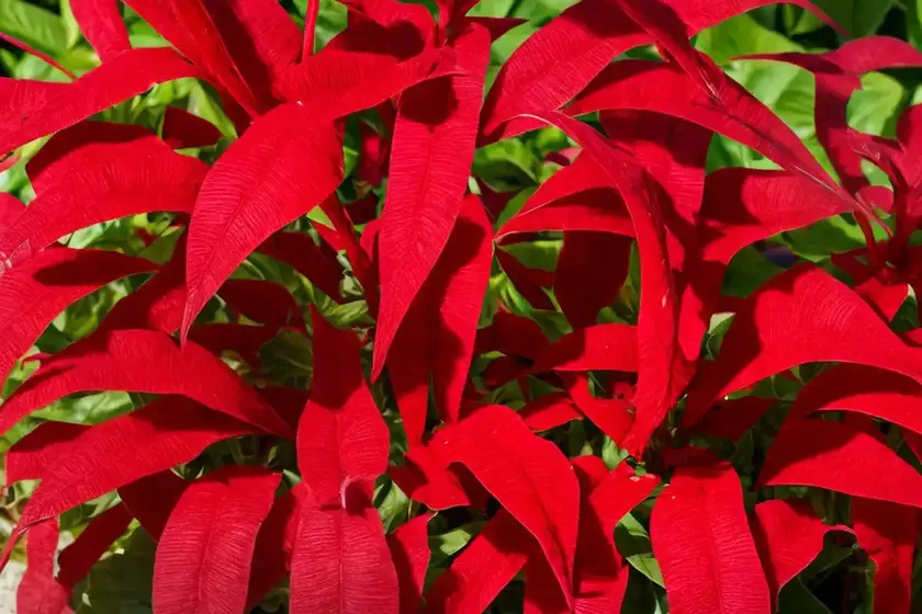 Red dock (rumex bucephalophorus) — photo 3
