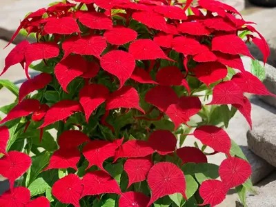 Red Dock (Rumex Bucephalophorus)
