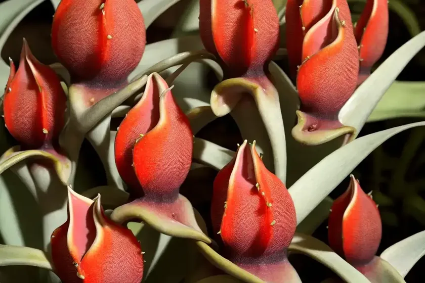 Red dragon flower (huernia schneideriana)