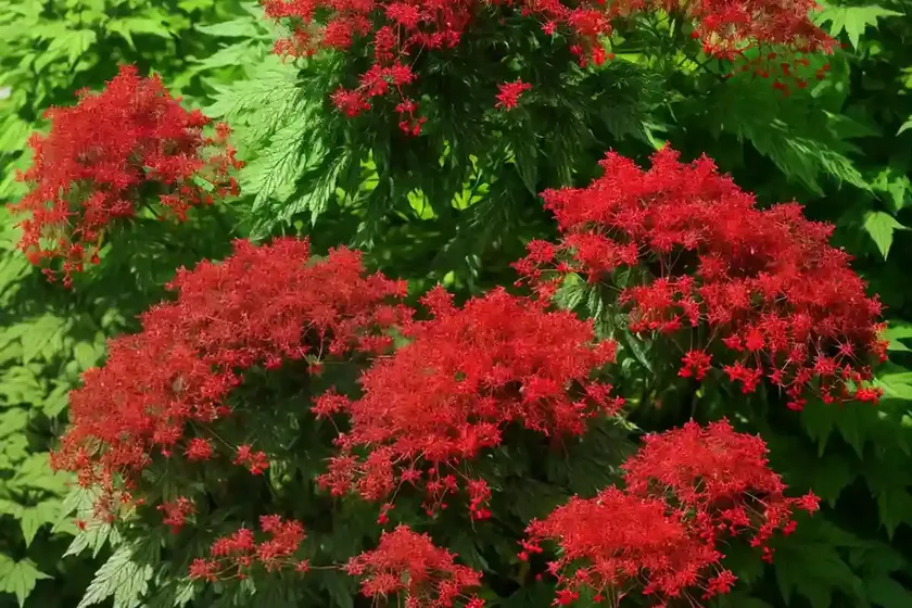 Red elderberry (sambucus racemosa) — photo 2