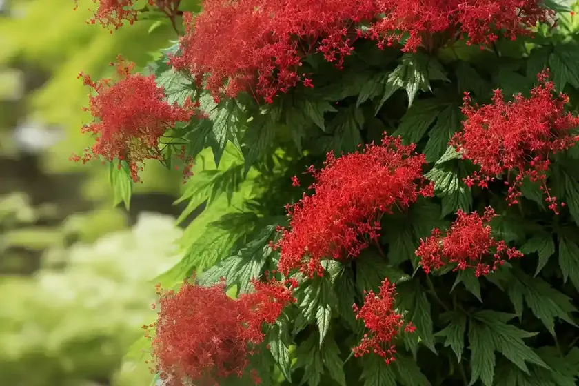 Red elderberry (sambucus racemosa) — photo 3