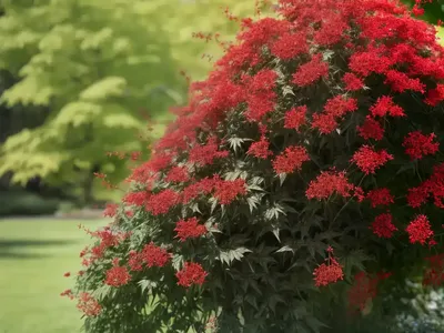 Red Elderberry (Sambucus Racemosa)