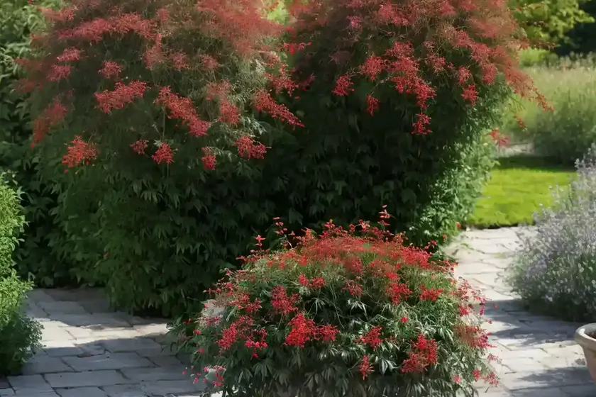 Red elderberry (sambucus racemosa ‘sutherland gold’) — photo 2