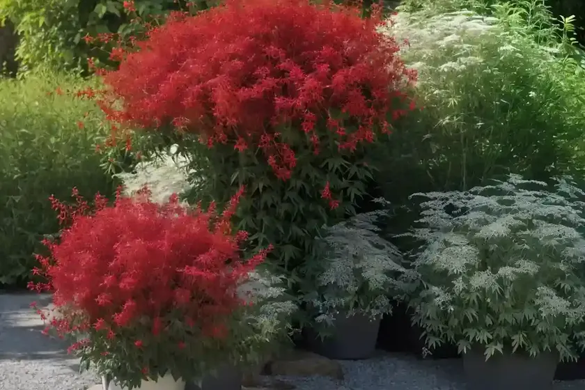 Red elderberry (sambucus racemosa ‘sutherland gold’) — photo 3