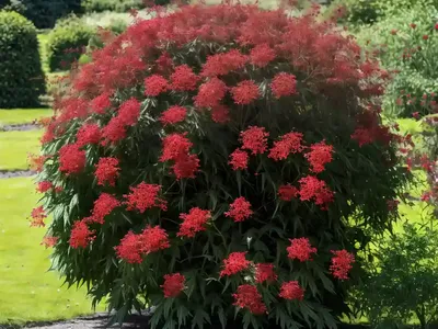 Red Elderberry (Sambucus Racemosa ‘Sutherland Gold’)
