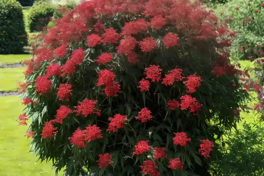 Red elderberry (sambucus racemosa ‘sutherland gold’)