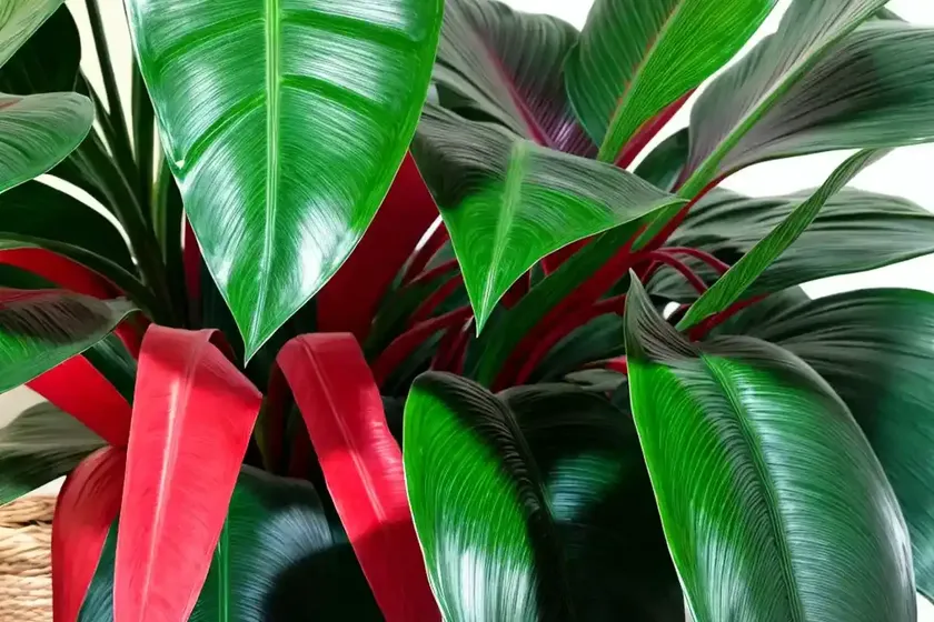 Red emerald philodendron (philodendron ’emerald red’) — photo 2