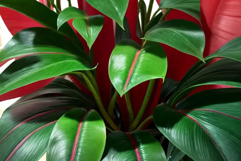 Red emerald philodendron (philodendron ’emerald red’) — photo 3
