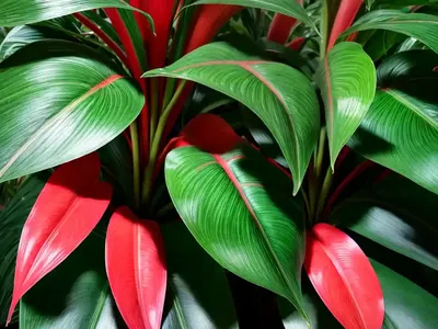 Red Emerald Philodendron (Philodendron ’emerald Red’)