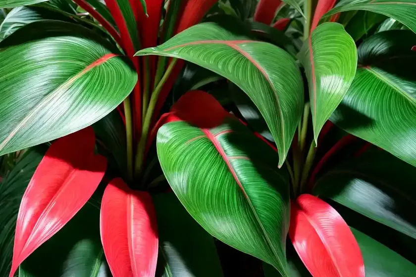 Red emerald philodendron (philodendron ’emerald red’)