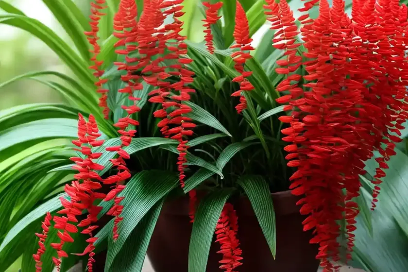 Red fern (didymochlaena truncatula) — photo 2