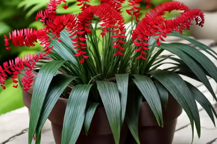 Red fern (didymochlaena truncatula) — photo 3