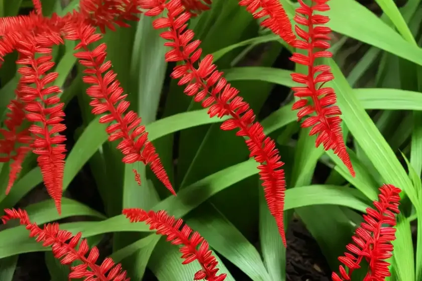 Red fern (didymochlaena truncatula)